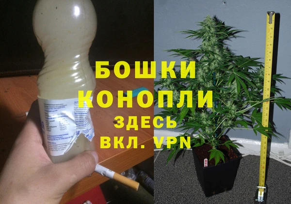 прущие грибы Аркадак